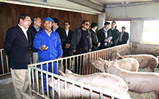 上海市市長楊雄來農(nóng)場(chǎng)考察