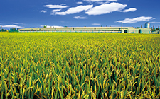 匠心鑄就品牌，仁心回饋社會(huì) ——對(duì)話“松林”大米品牌創(chuàng)始人王龍欽